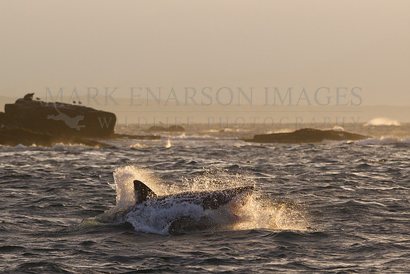 A white shark attacking a Cape fur seal at sunrise at Seal Island, South Africa