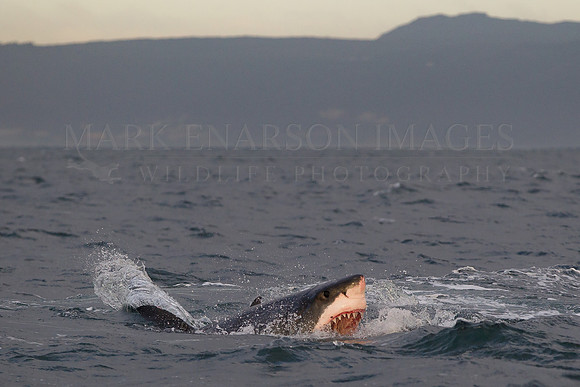 A white shark attacks a Cape fur seal at Seal Island, South Africa