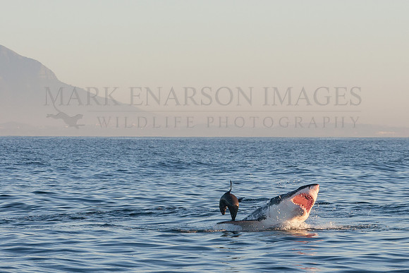 A white shark attacks a Cape fur seal at Seal Island, South Africa