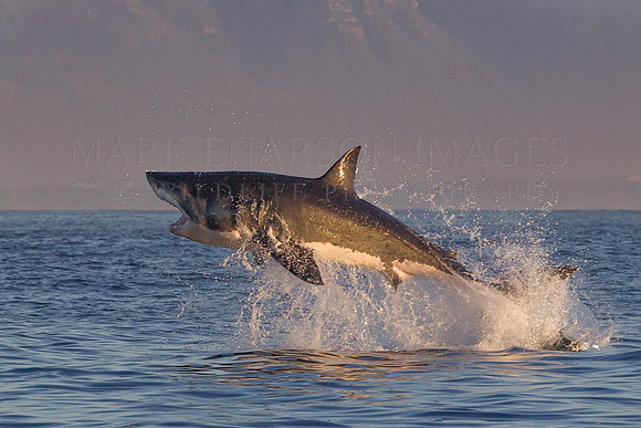 A white shark attacks a Cape fur seal at Seal Island, South Africa