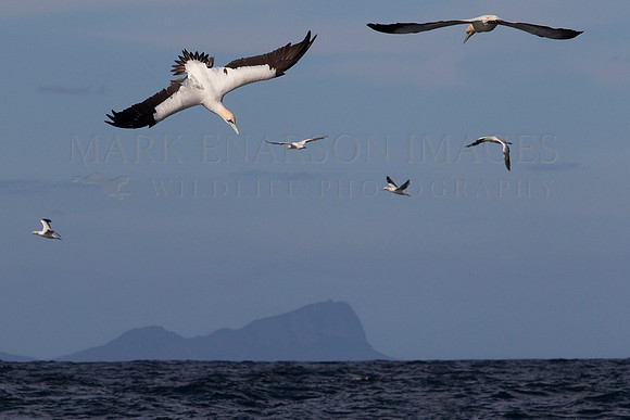 Cape gannets hunt bait balls of fish in False Bay, South Africa