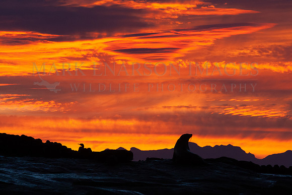 Cape fur seals silhouetted against the sunrise at Seal Island, South Africa