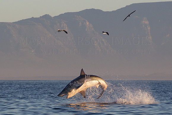 White shark attacking a Cape fur seal at Seal Island, South Africa