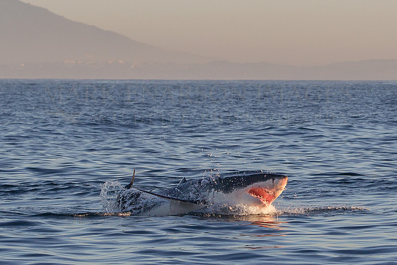 A white shark attacking a Cape fur seal before sunrise at Seal Island, South Africa