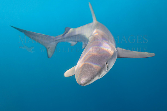A blue shark hunts off of Cape Point, South Africa
