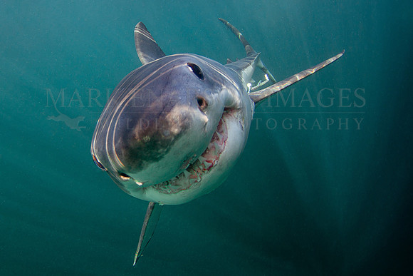 A white shark rises from the bottom off Seal Island, in False Bay, South Africa