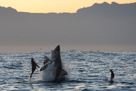A narrow miss, as a large white shark attacks a group of Cape fur seals, returning to Seal Island at sunrise