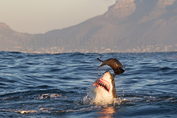 A white shark attacks a Cape fur seal at Seal Island, South Africa