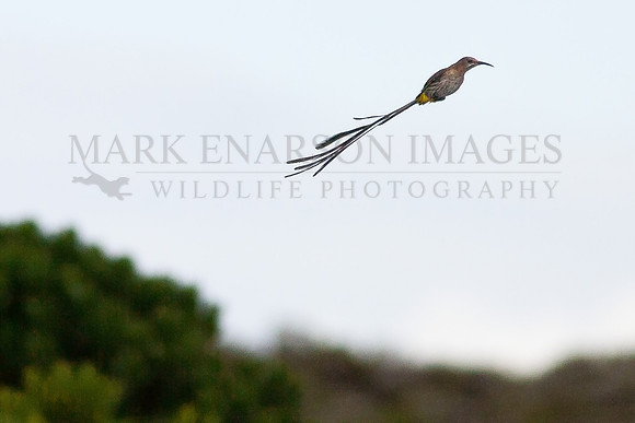 A Cape sugarbird at Cape Point, South Africa
