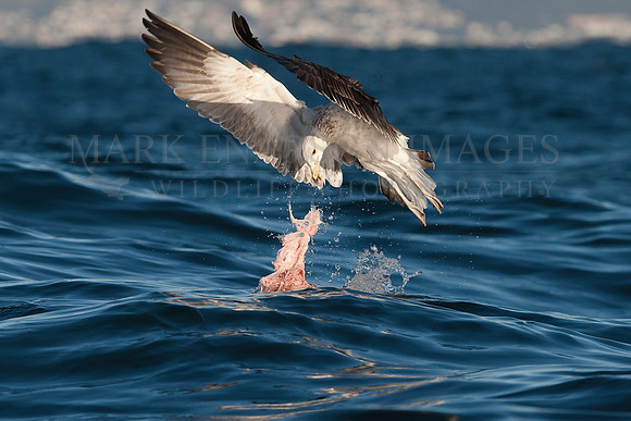 A black-backed kelp gull scavenges the remains of a Cape fur seal killed by a white shark at Seal Island, South Africa