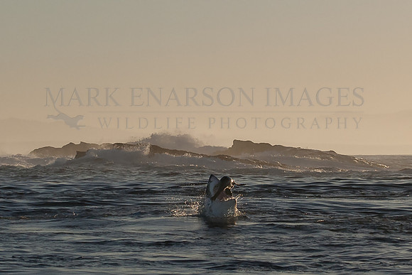 A white shark attacks a returning Cape fur seal pup near the safety of Seal Island, South Africa