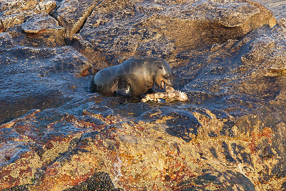 A Cape fur seal pup captures and toys with a puff adder shy shark at Seal Island, South Africa