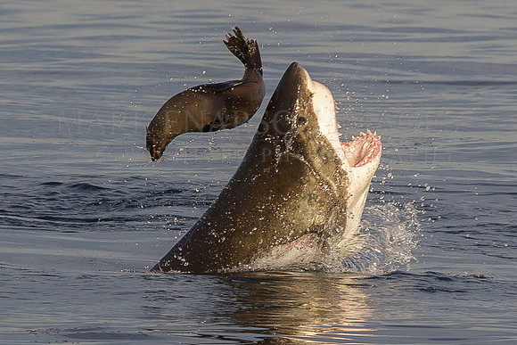 A white shark attacks a Cape fur seal at Seal Island, South Africa