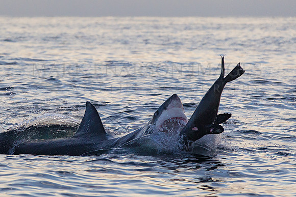 A white shark attacks a Cape fur seal at Seal Island, South Africa