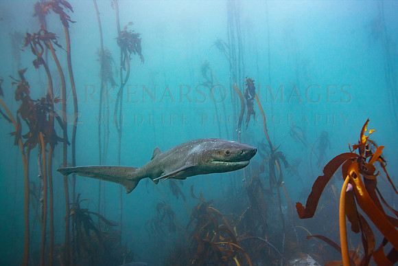A broadnose sevengill shark hunts the kelp forests of False Bay, South Africa