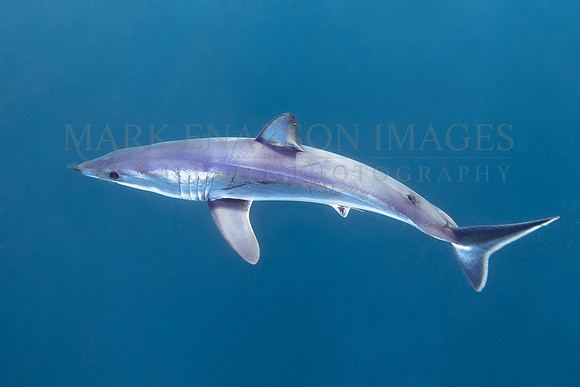 A young mako shark in the pelagic waters off Cape Point, South Africa