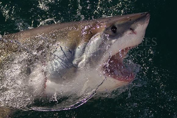A white shark breaching at Seal Island, South Africa