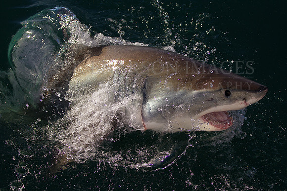 A white shark breaching at Seal Island, South Africa