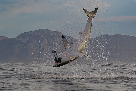 A white shark breaches at Seal Island, South Africa