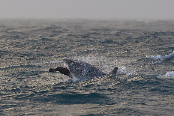 Stormy weather tips the balance in favour of white sharks as they hunt Cape fur seal pups near Seal Island, in False Bay, South Africa