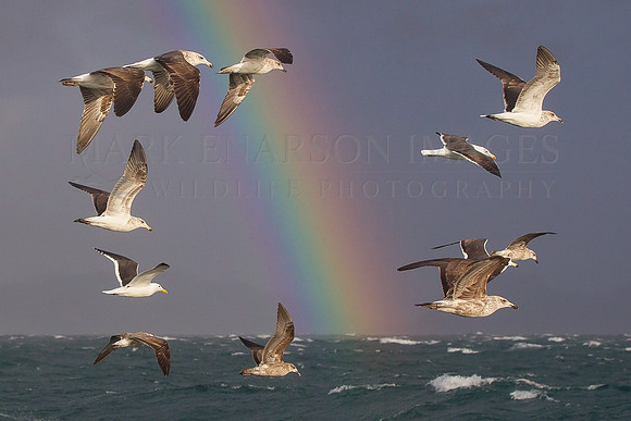 Black-backed kelp gulls follow a white shark hoping to scavenge its prey on a stormy day at Seal Island, South Africa