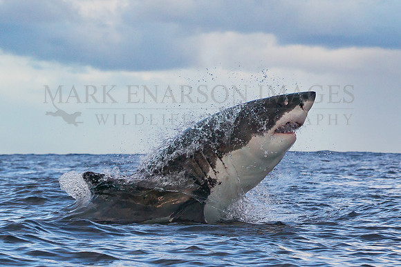 A white shark breaches at Seal Island, South Africa