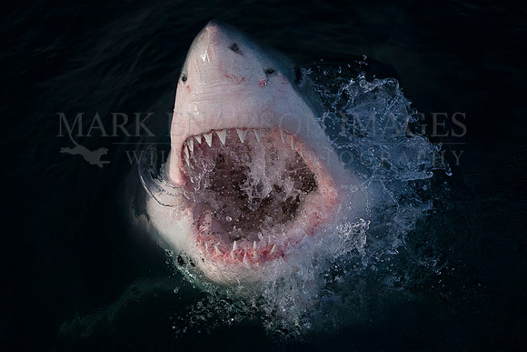A white shark explodes from the dark water as night falls at Seal Island, South Africa