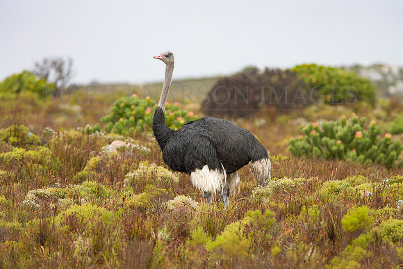 A South African ostrich at Cape Point, South Africa