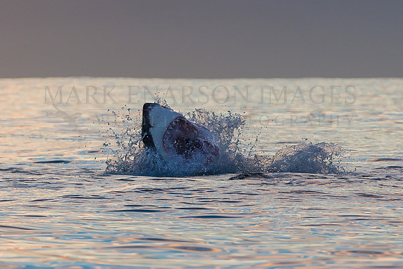 A white shark hunting Cape fur seal pups at sunrise near Seal Island, South Africa