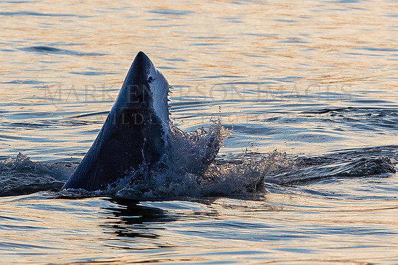 A white shark hunting Cape fur seal pups at sunrise near Seal Island, South Africa