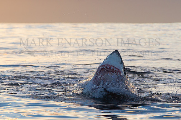 A white shark hunting Cape fur seal pups at sunrise near Seal Island, South Africa