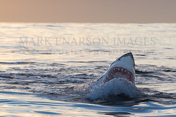 A white shark hunting Cape fur seal pups at sunrise near Seal Island, South Africa