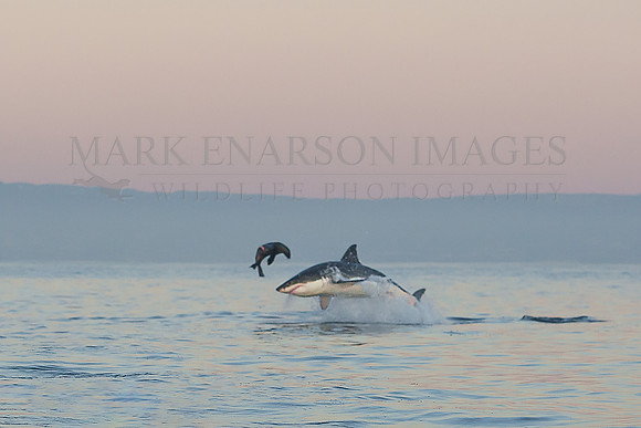 White shark attacking a Cape fur seal at Seal Island, South Africa