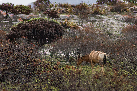 A red hartebeast at Cape Point, South Africa