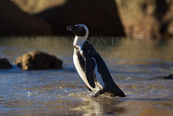 An African penguin at Boulder's Beach, in False Bay, South Africa