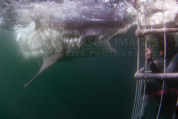 Cage diving with white sharks at Seal Island, in False Bay, South Africa