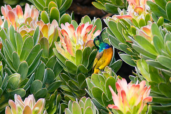 An orange breasted sunbird at Cape Point, South Africa