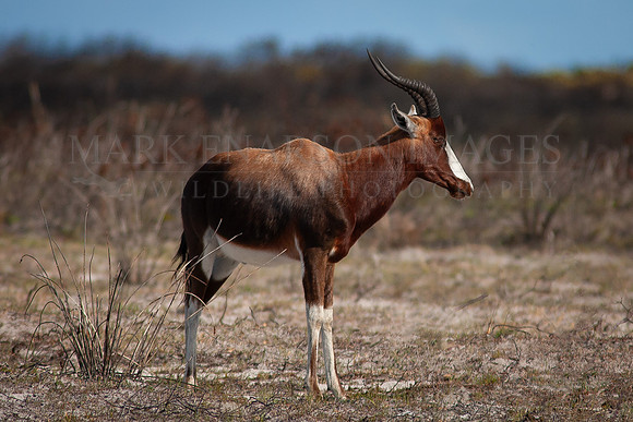 A bontebok at Cape Point, South Africa