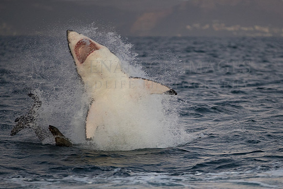 A white shark attacks a group Cape fur seals at Seal Island, South Africa