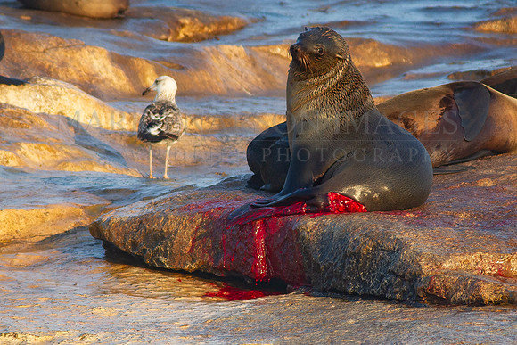 A Cape fur seal recovers on Seal Island after surviving an attack by a white shark