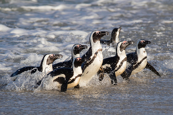 A group of African penguins returns to the beach after a day of feeding at sea