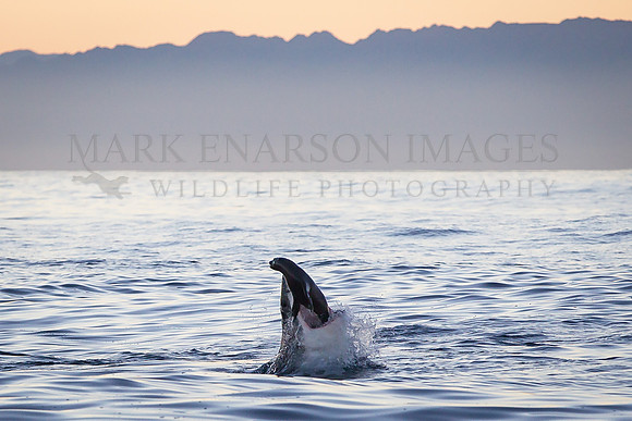A white shark captures a Cape fur seal pup at Seal Island, South Africa