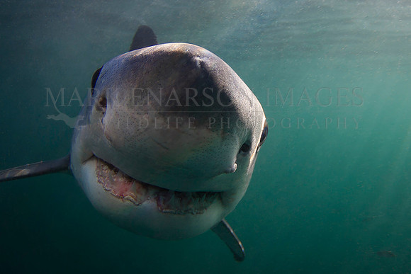 A white shark at Seal Island, South Africa