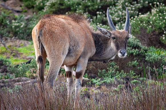 An eland at Cape Point, South Africa