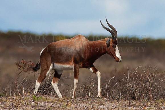 A bontebok at Cape Point, South Africa