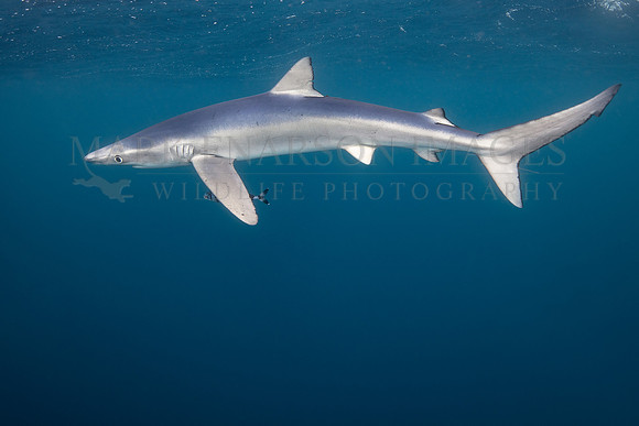 A blue shark hunts off of Cape Point, South Africa
