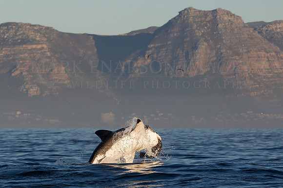 A white shark captures a Cape fur seal pup at Seal Island, South Africa