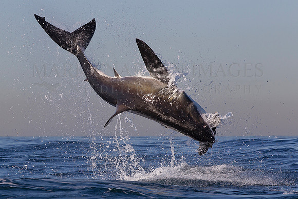 A white shark breaches at Seal Island, South Africa