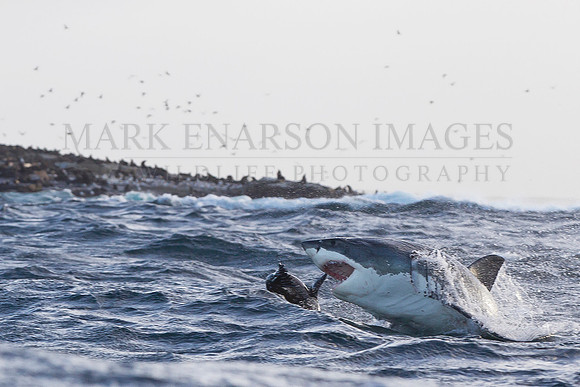 A white shark hunts Cape fur seals on a stormy day at Seal Island, South Africa