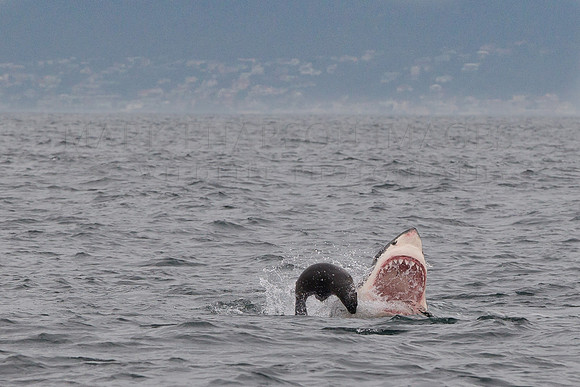 A white shark attacks a Cape fur seal at Seal Island, South Africa